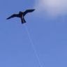 Bird Scaring Kite