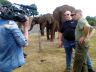 Filming an elephant at a safari park