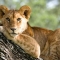 A Lion Cub in a Tree on the Serengeti