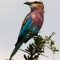 A Lilac-breasted Roller