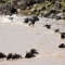 Wildebeest Crossing the Mara River