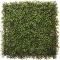 Hedged In Product Boxwood A001