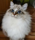 Addocats Siberian And Neva Masquerade Cats And Kittens