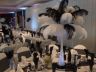 Ostrich Feather Centrepieces - available in a range of colours